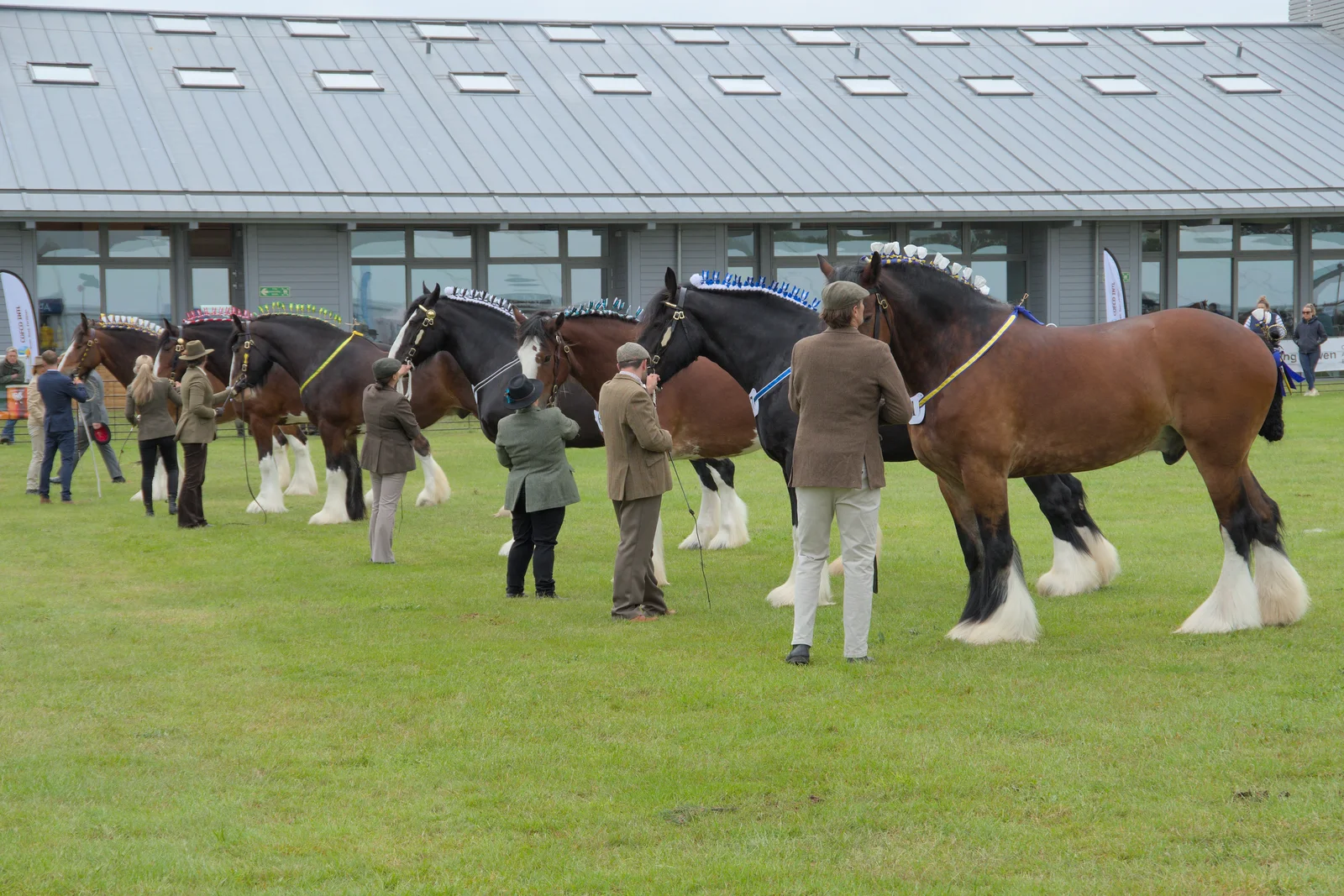 A line of heavy horses are judged, from Fred and the SYWO at the Suffolk Show, Trinity Park, Ipswich - 30th May 2024