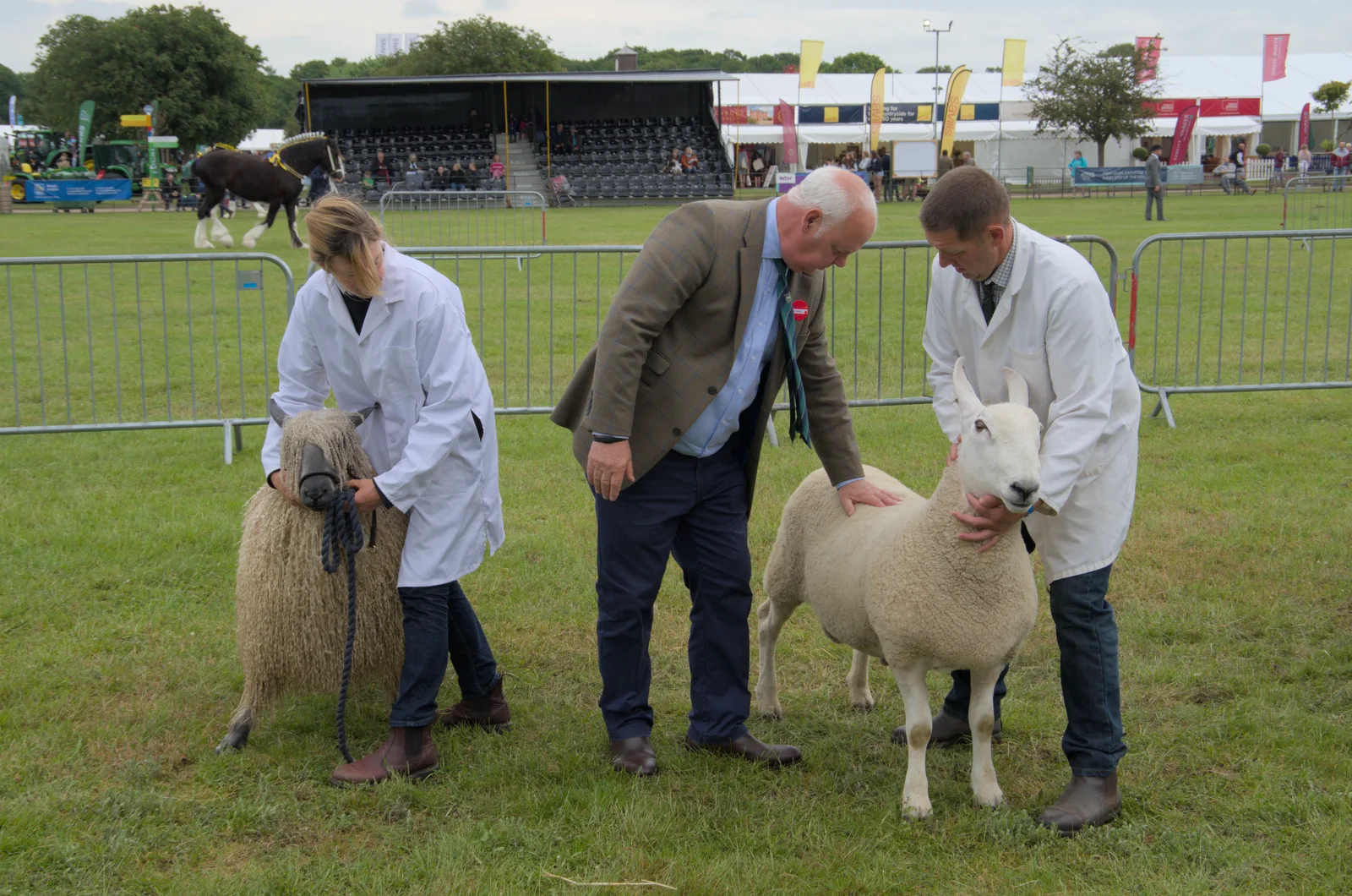 There's a sheep with very pointy ears, from Fred and the SYWO at the Suffolk Show, Trinity Park, Ipswich - 30th May 2024