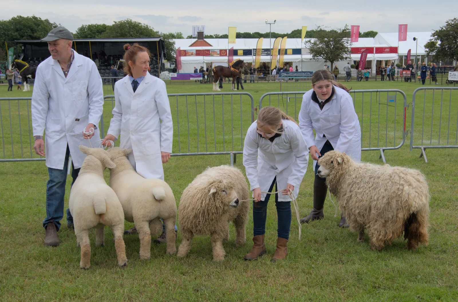 Some very shaggy sheep, from Fred and the SYWO at the Suffolk Show, Trinity Park, Ipswich - 30th May 2024