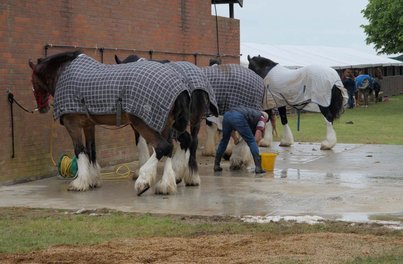 The heavy horses get a wash down, from Fred and the SYWO at the Suffolk Show, Trinity Park, Ipswich - 30th May 2024