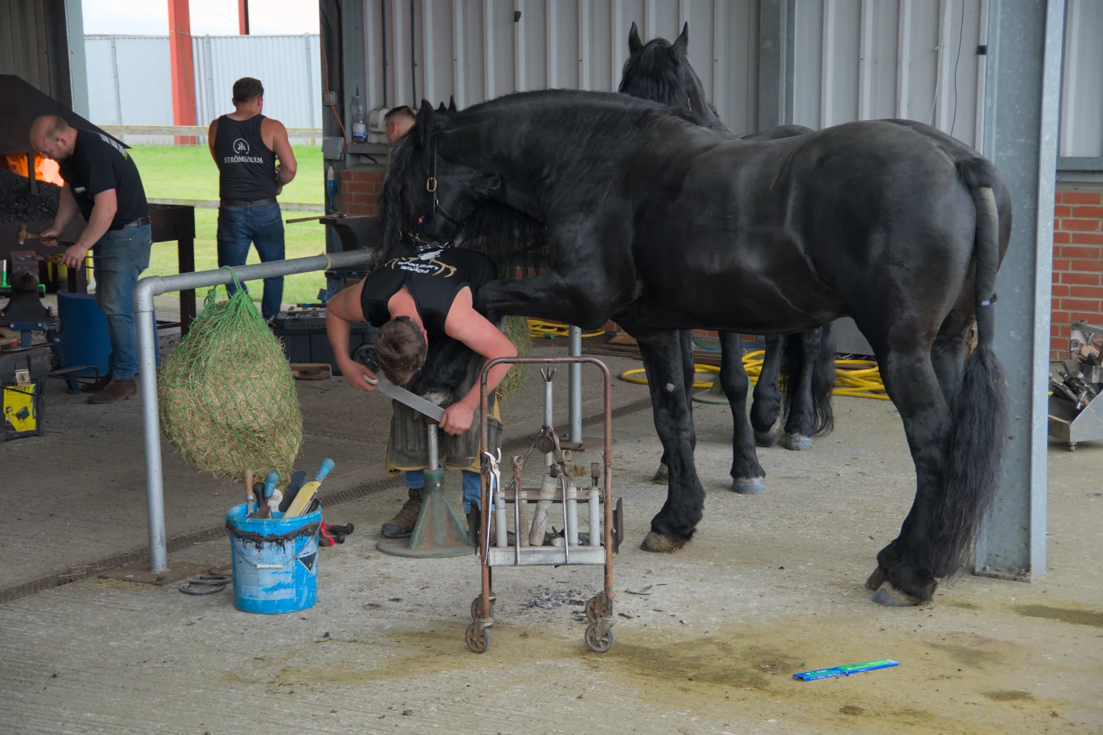 A horse gets its hoof filed, from Fred and the SYWO at the Suffolk Show, Trinity Park, Ipswich - 30th May 2024