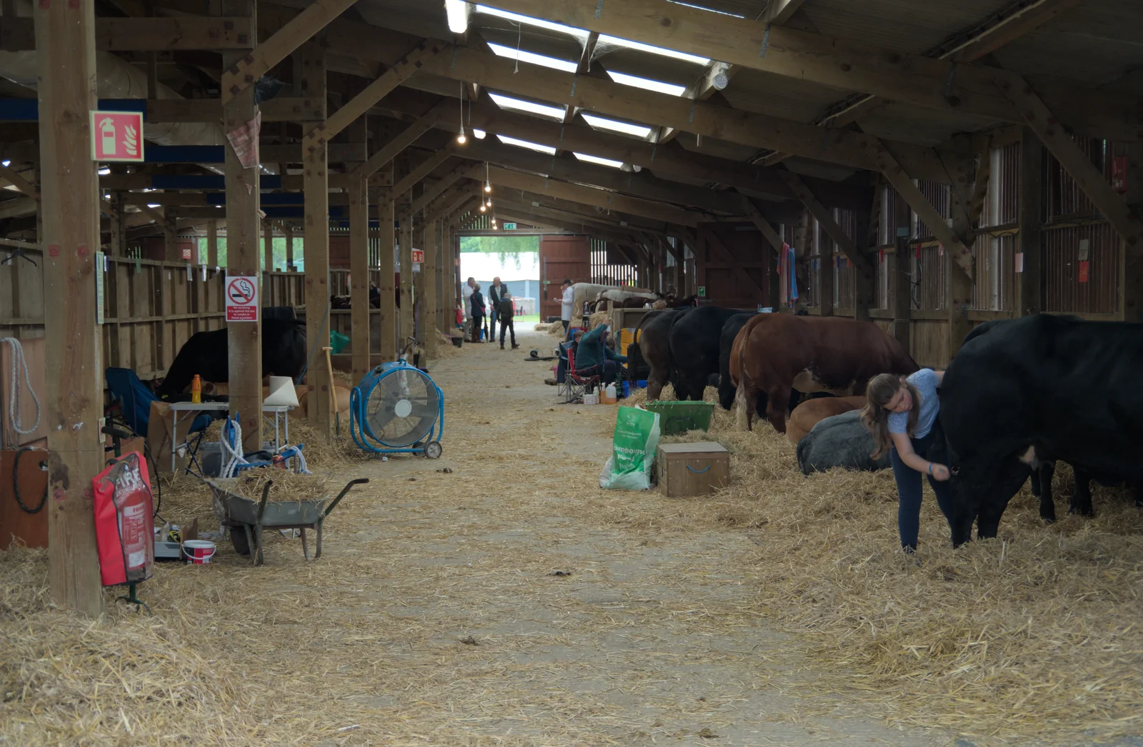 Inside the cow shed, from Fred and the SYWO at the Suffolk Show, Trinity Park, Ipswich - 30th May 2024