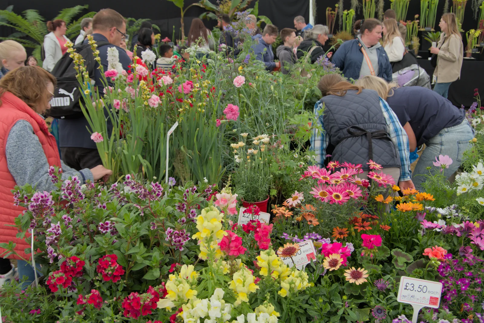 Colourful flowers in the garden marquee, from Fred and the SYWO at the Suffolk Show, Trinity Park, Ipswich - 30th May 2024