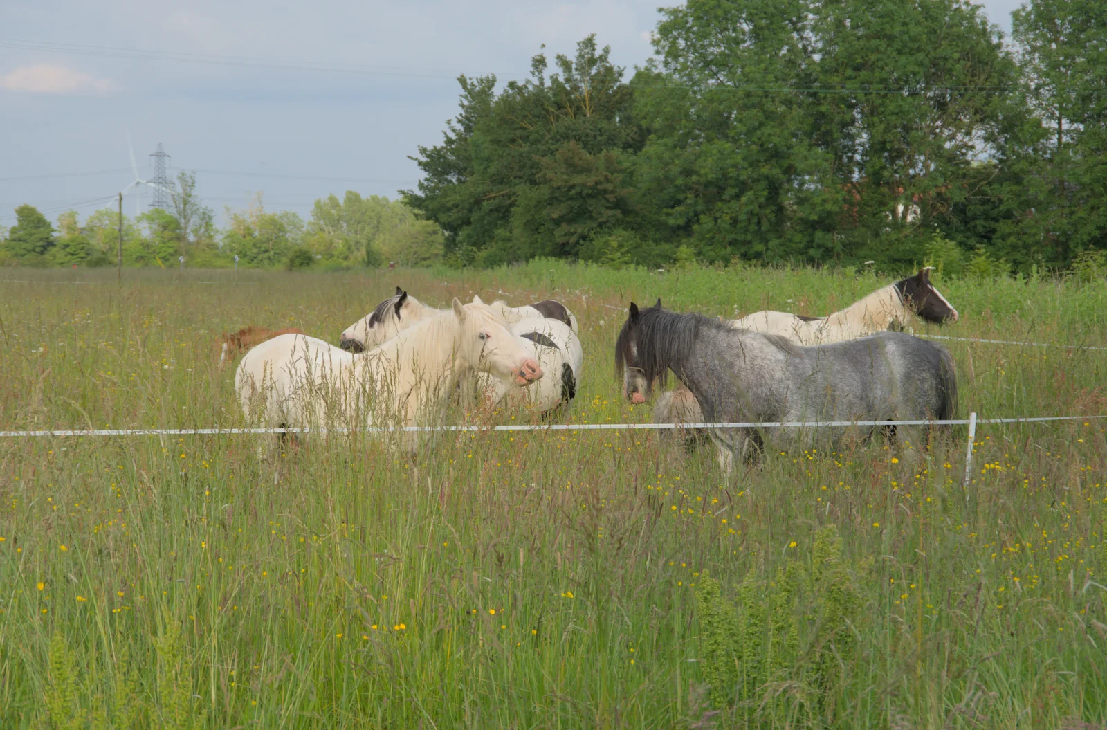 A bunch of piebald nags hang out near the band, from Sailing at the Lake, and the GSB at Mellis, Suffolk - 6th June 2024