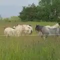 A bunch of piebald nags hang out near the band, Sailing at the Lake, and the GSB at Mellis, Suffolk - 6th June 2024