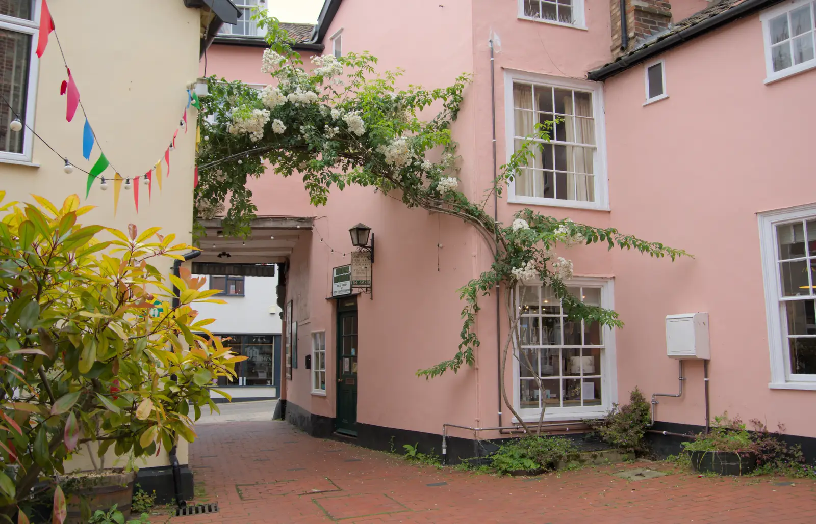 An amazing climbing rose in Norfolk Yard, from A "Once" Photoshoot, Diss, Norfolk - 8th June 2024