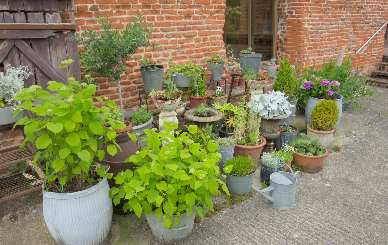 The owner's wife's 'Habitat' collection, from Open Gardens, Eye, Suffolk - 9th June 2024