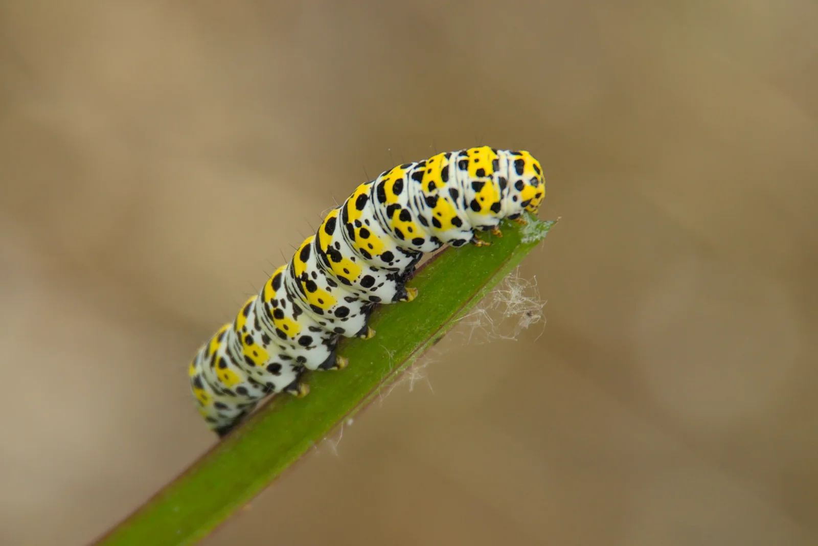 A stripey and spotty caterpillar , from Open Gardens, Eye, Suffolk - 9th June 2024