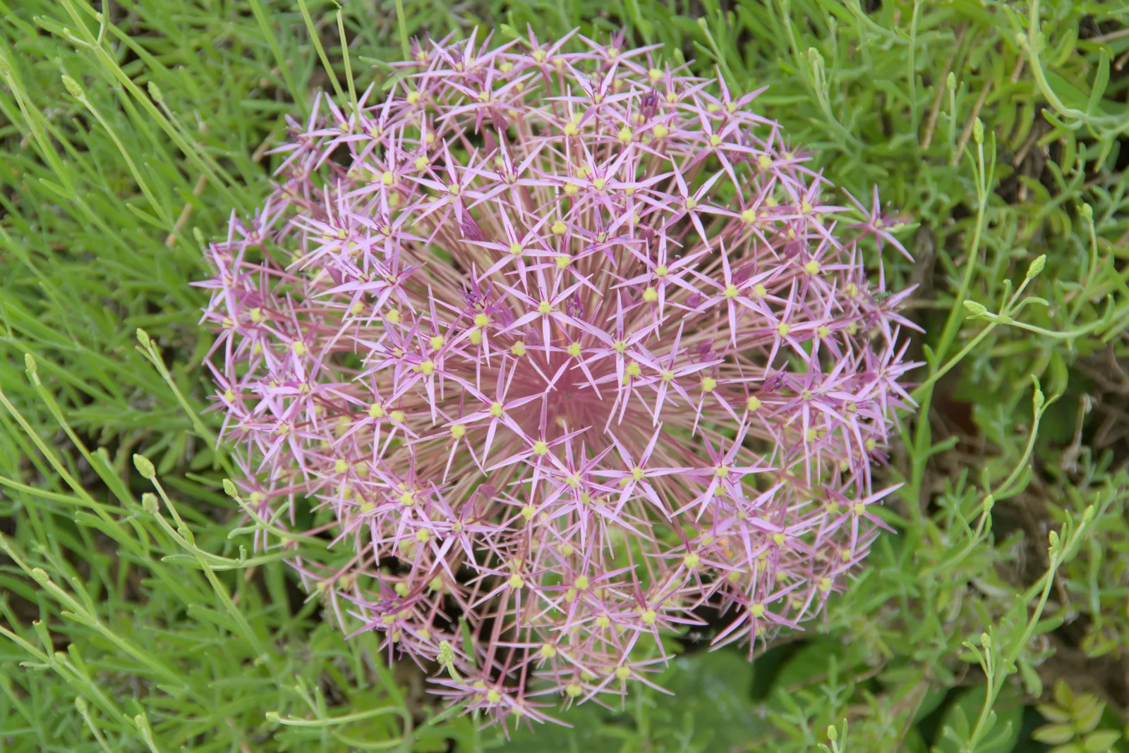 An impressive allium of some sort, from Open Gardens, Eye, Suffolk - 9th June 2024