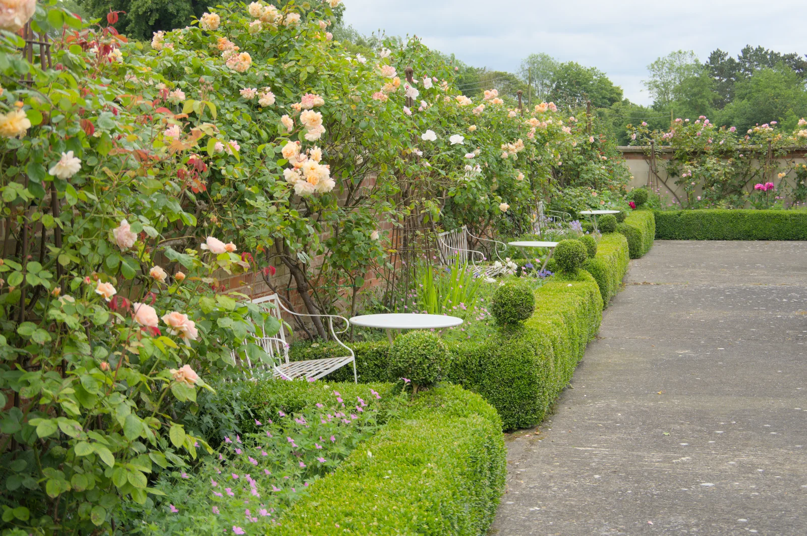 There are a lot of nice roses along the wall, from Open Gardens, Eye, Suffolk - 9th June 2024