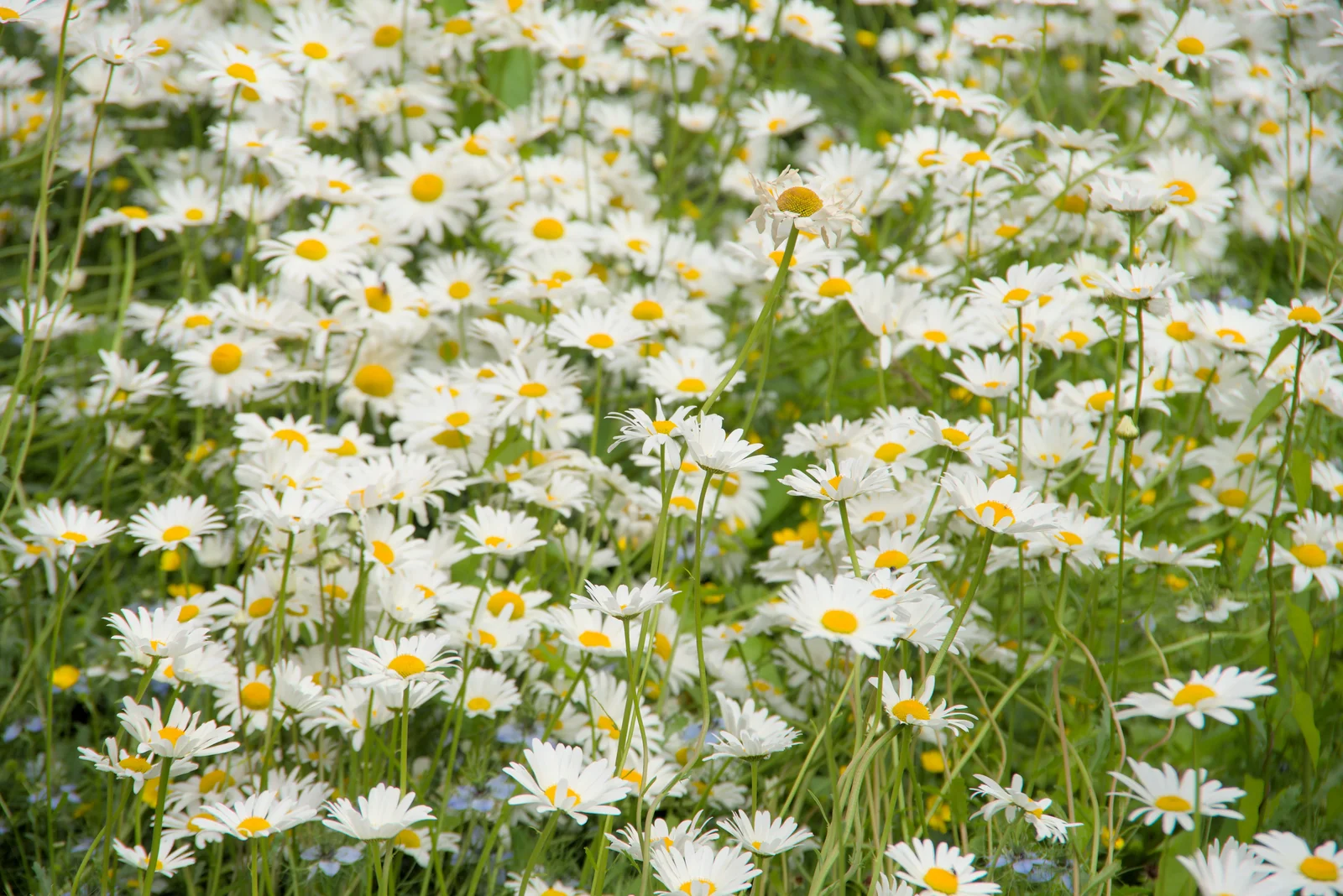 It's a summer of dog daisies, from Open Gardens, Eye, Suffolk - 9th June 2024