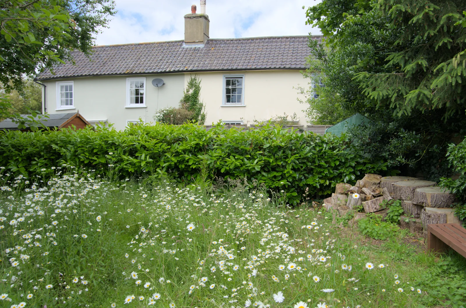 More daisies, from Open Gardens, Eye, Suffolk - 9th June 2024