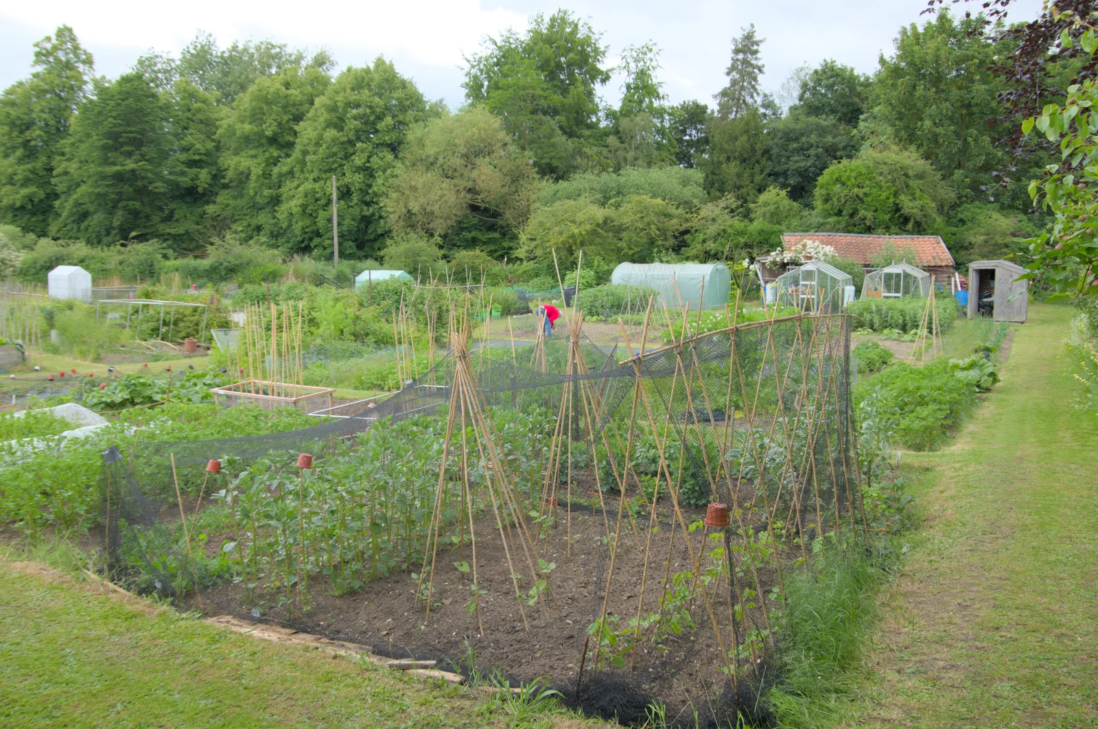 The Eye allotments, from Open Gardens, Eye, Suffolk - 9th June 2024