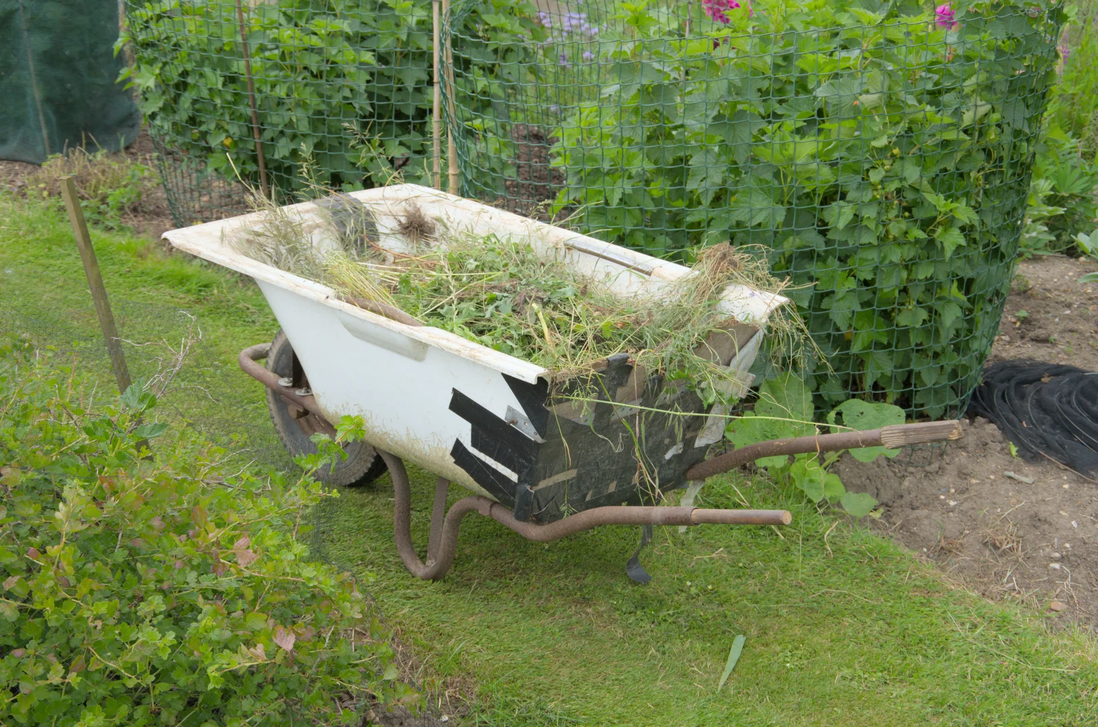 Being inventive with a half-bath wheelbarrow, from Open Gardens, Eye, Suffolk - 9th June 2024