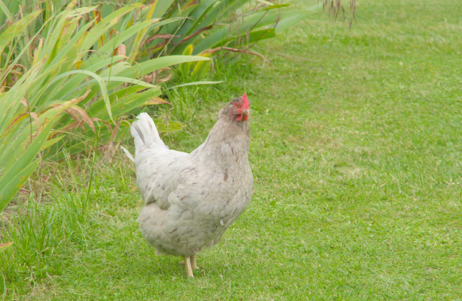 A lone chicken roams around, from Open Gardens, Eye, Suffolk - 9th June 2024