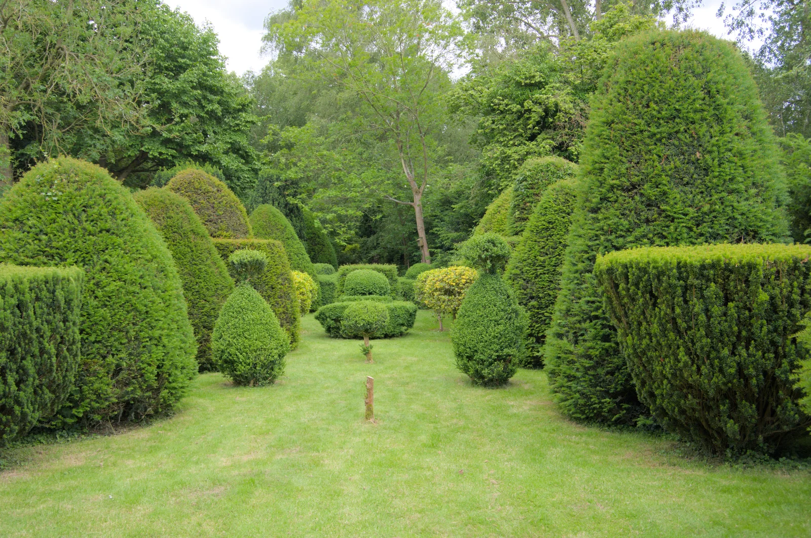 Frederick Ashton's own topiary, from Open Gardens, Eye, Suffolk - 9th June 2024