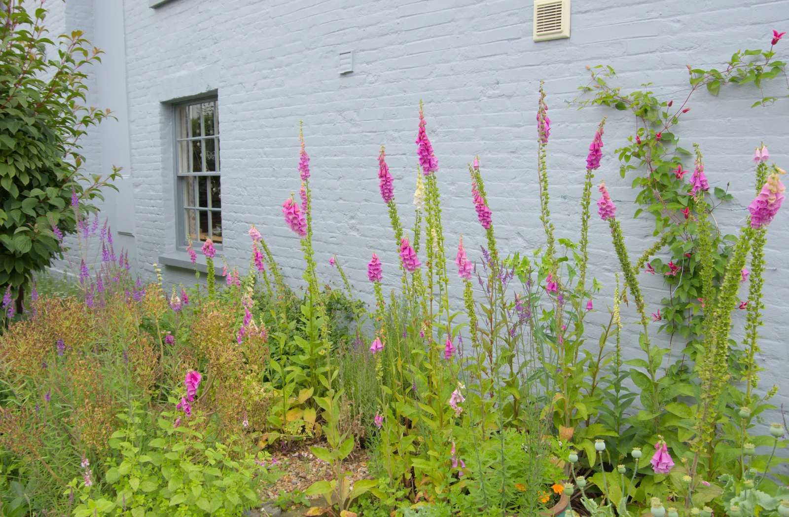 Pink foxgloves against a powder-blue wall, from Open Gardens, Eye, Suffolk - 9th June 2024