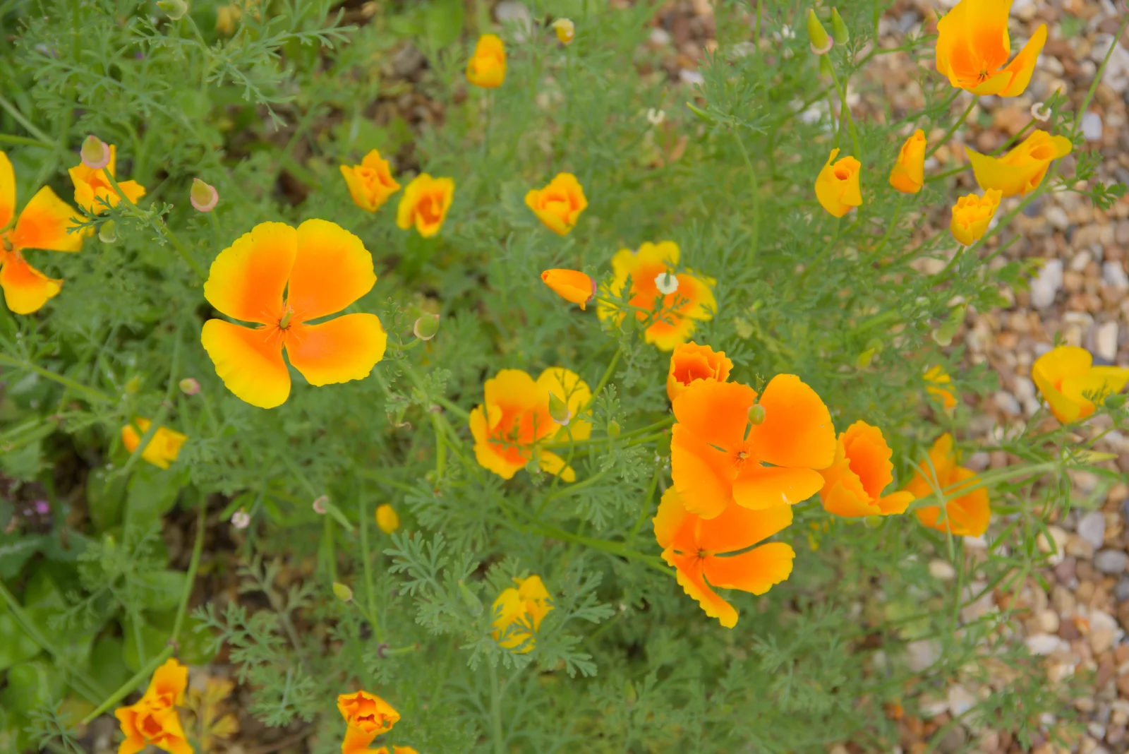 Bright orange quatrofoils, from Open Gardens, Eye, Suffolk - 9th June 2024