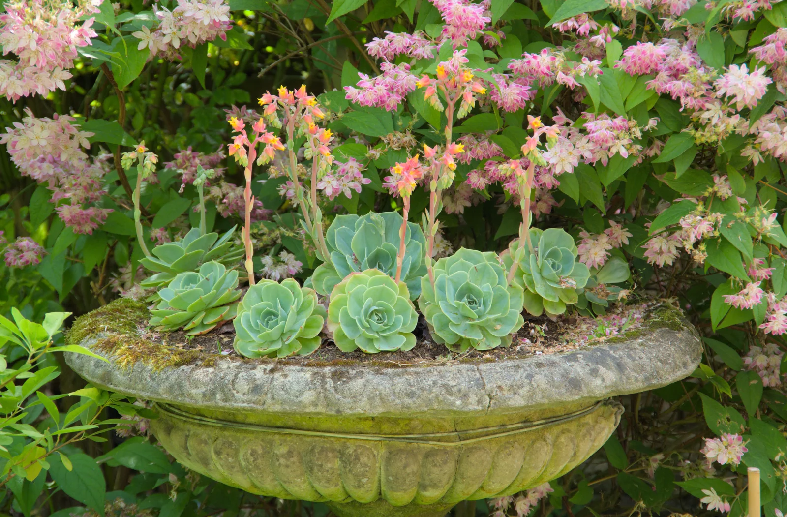 Flowering succulents, from Open Gardens, Eye, Suffolk - 9th June 2024