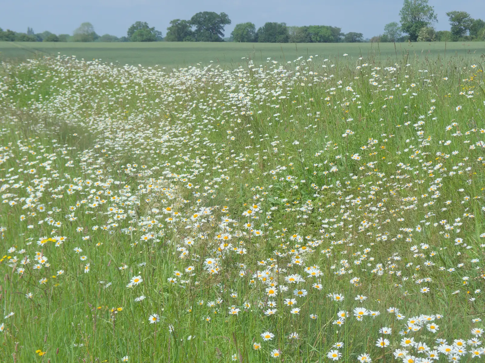 Dog Daisies near Gislingham, from Mama Afrika, and Richard Hawley at the UEA, Norwich - 16th June 2024