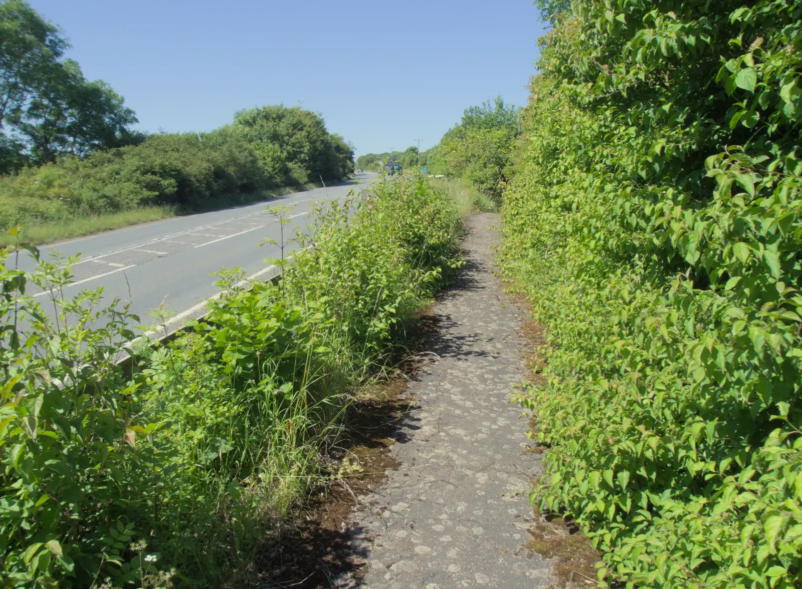 The bike path by the A143 is a bit overgrown, from The BSCC at Finningham, and Stowmarket Teeth, Suffolk - 21st June 2024