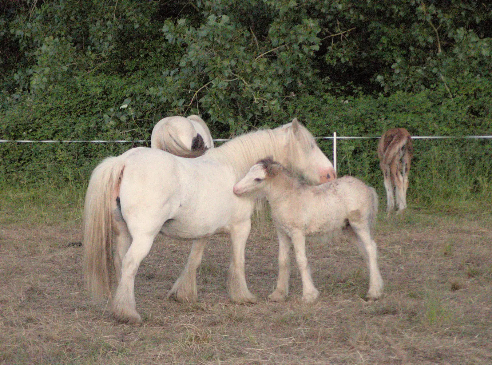 A pony and its foal, from The BSCC at Redgrave, Noctilucent Clouds and a Village Hall Party, Brome - 29th June 2024