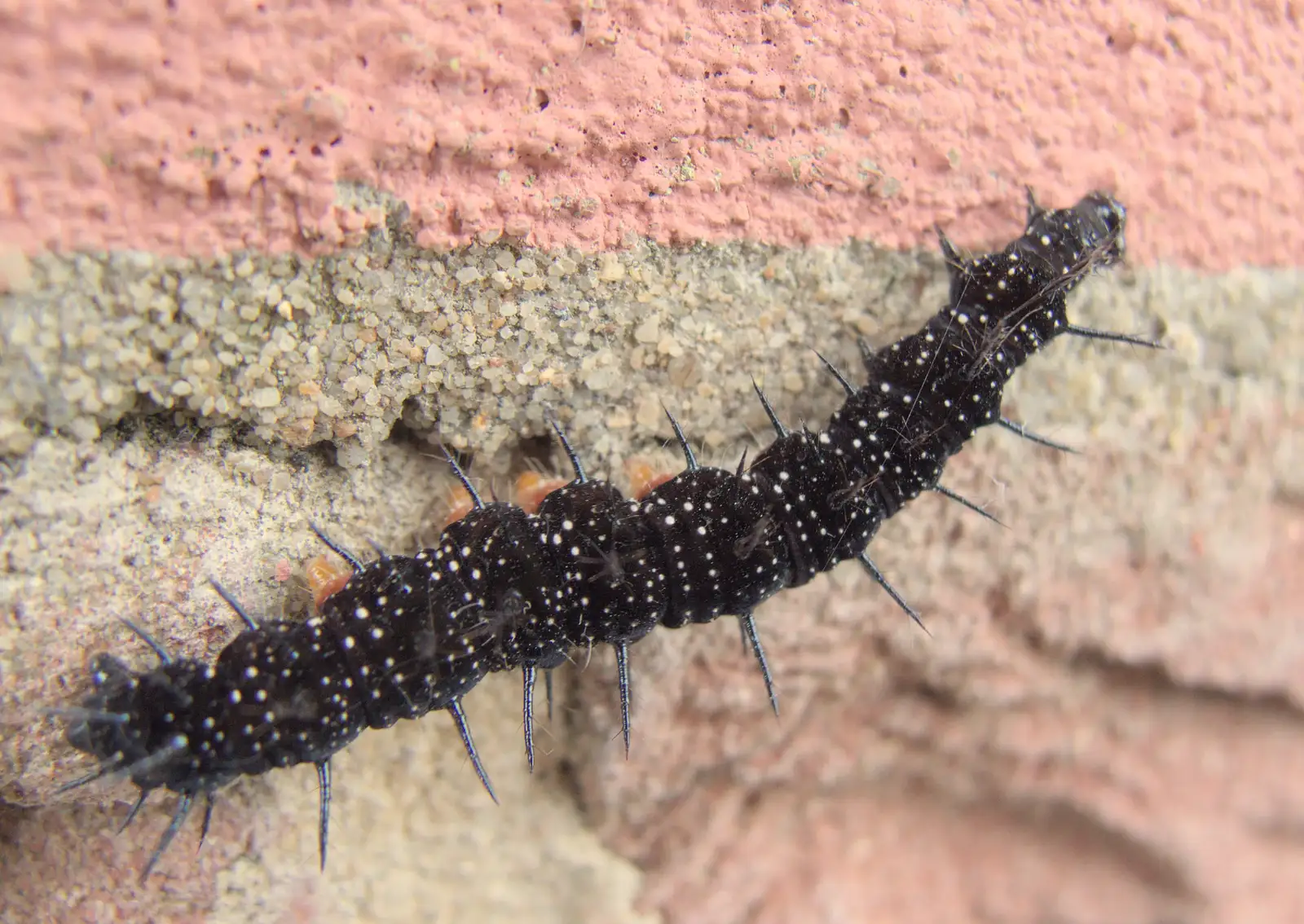 A spiky Peacock caterpillar climbs the wall, from The BSCC at Redgrave, Noctilucent Clouds and a Village Hall Party, Brome - 29th June 2024