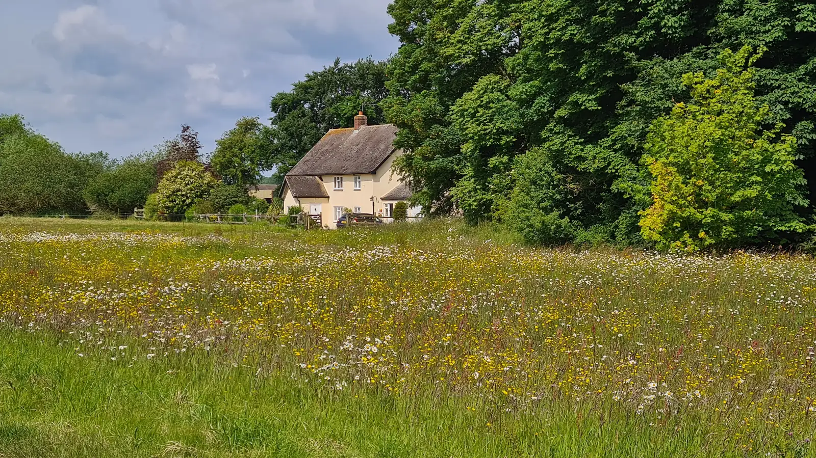 Flowers are out on Mellis Common, from The BSCC at Redgrave, Noctilucent Clouds and a Village Hall Party, Brome - 29th June 2024