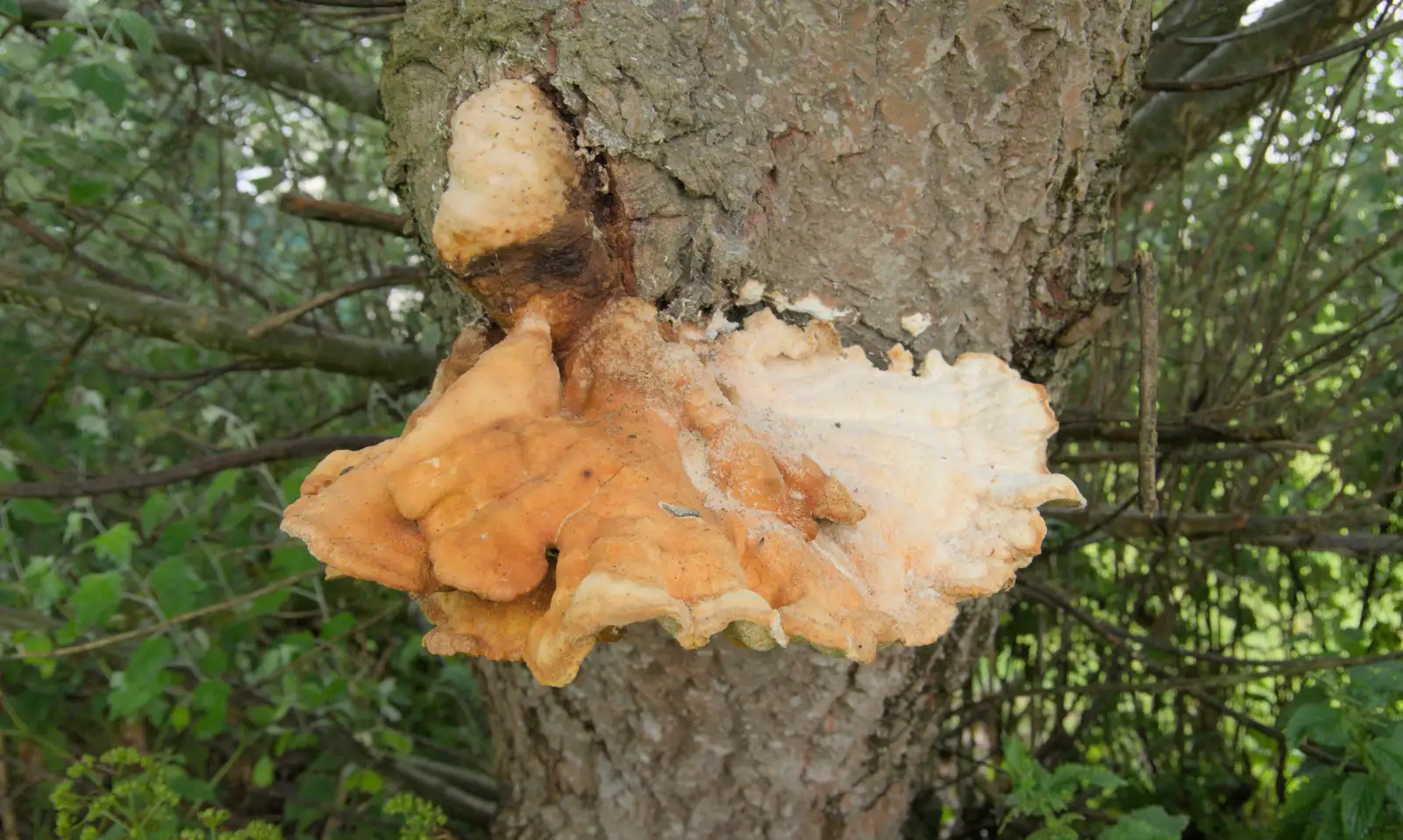 There's a giant bracket fungus on a tree, from Eye Karate Kamp, Southwold Harbour, Suffolk - 6th July 2024