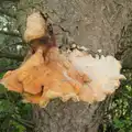 There's a giant bracket fungus on a tree, Eye Karate Kamp, Southwold Harbour, Suffolk - 6th July 2024