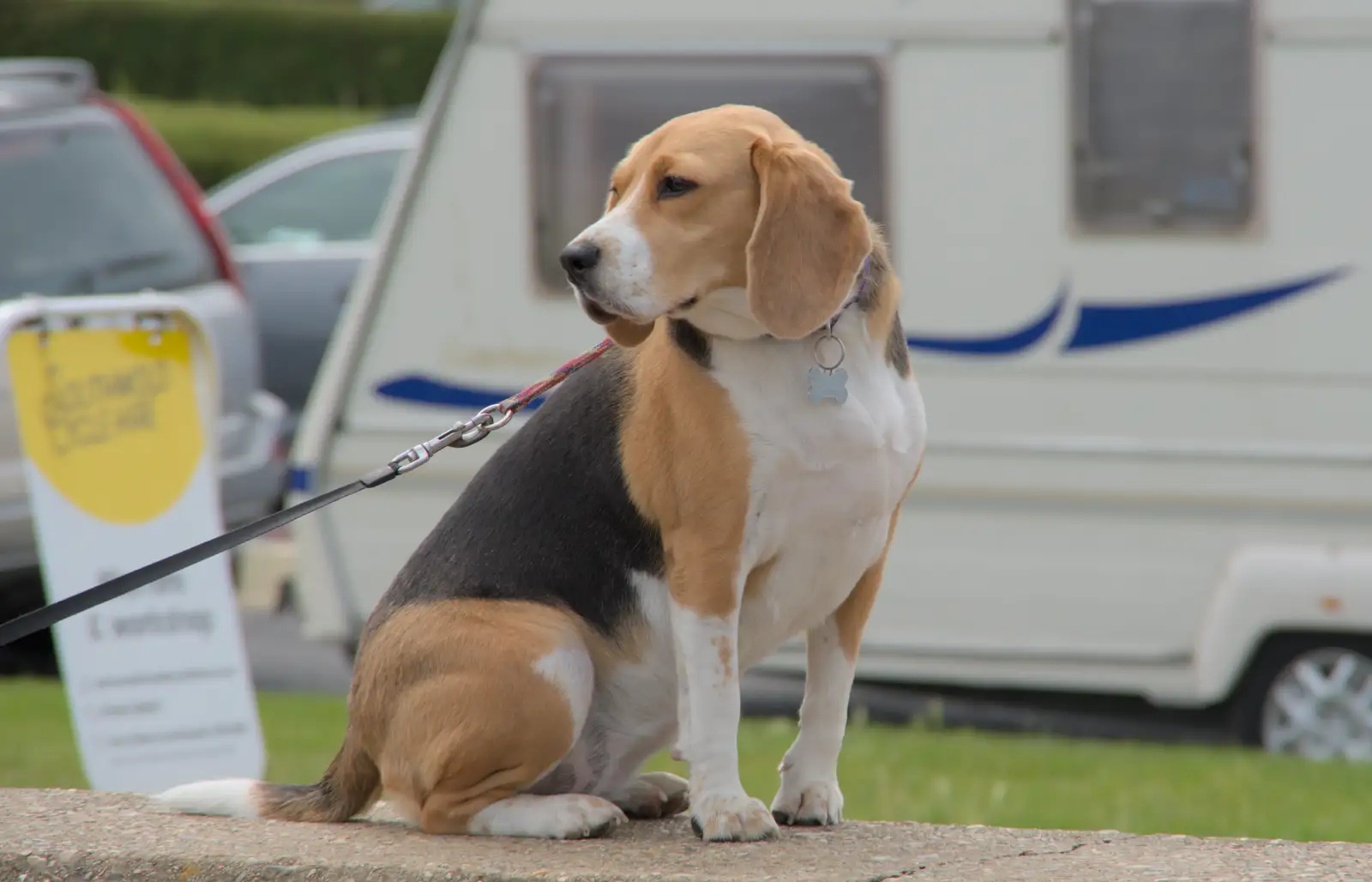 A beagle sits on the sea wall, from Eye Karate Kamp, Southwold Harbour, Suffolk - 6th July 2024