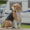 A beagle sits on the sea wall, Eye Karate Kamp, Southwold Harbour, Suffolk - 6th July 2024