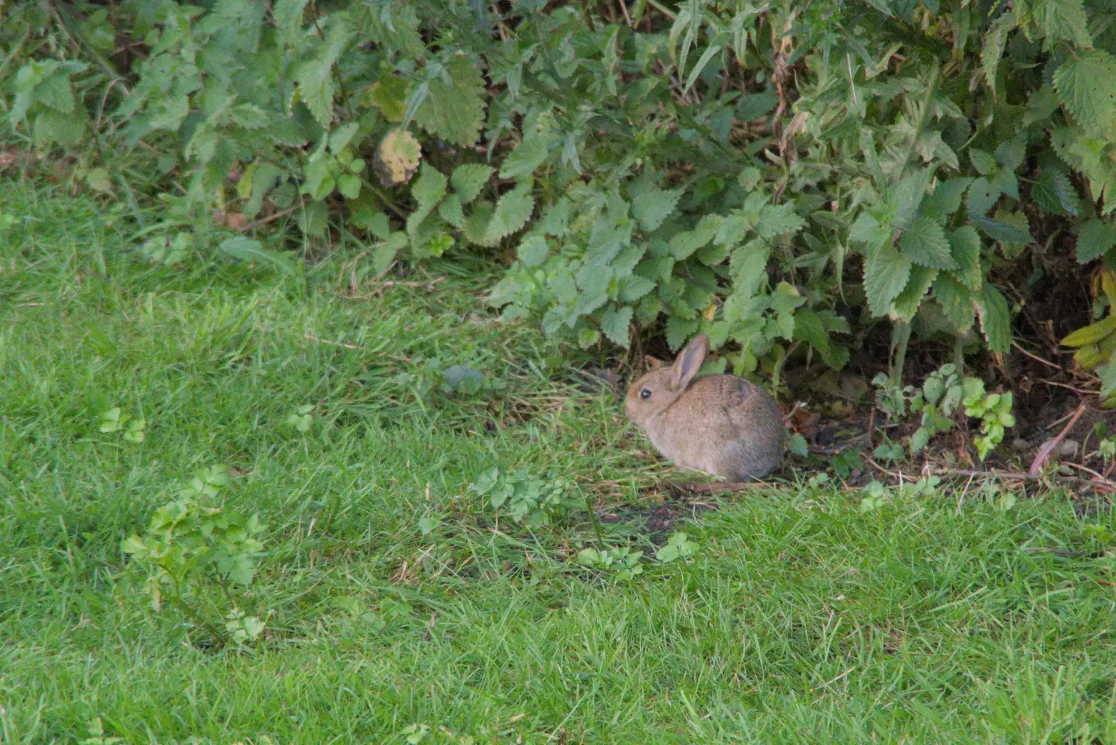 There's a baby rabbit near the van, from Eye Karate Kamp, Southwold Harbour, Suffolk - 6th July 2024