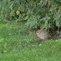 There's a baby rabbit near the van, Eye Karate Kamp, Southwold Harbour, Suffolk - 6th July 2024