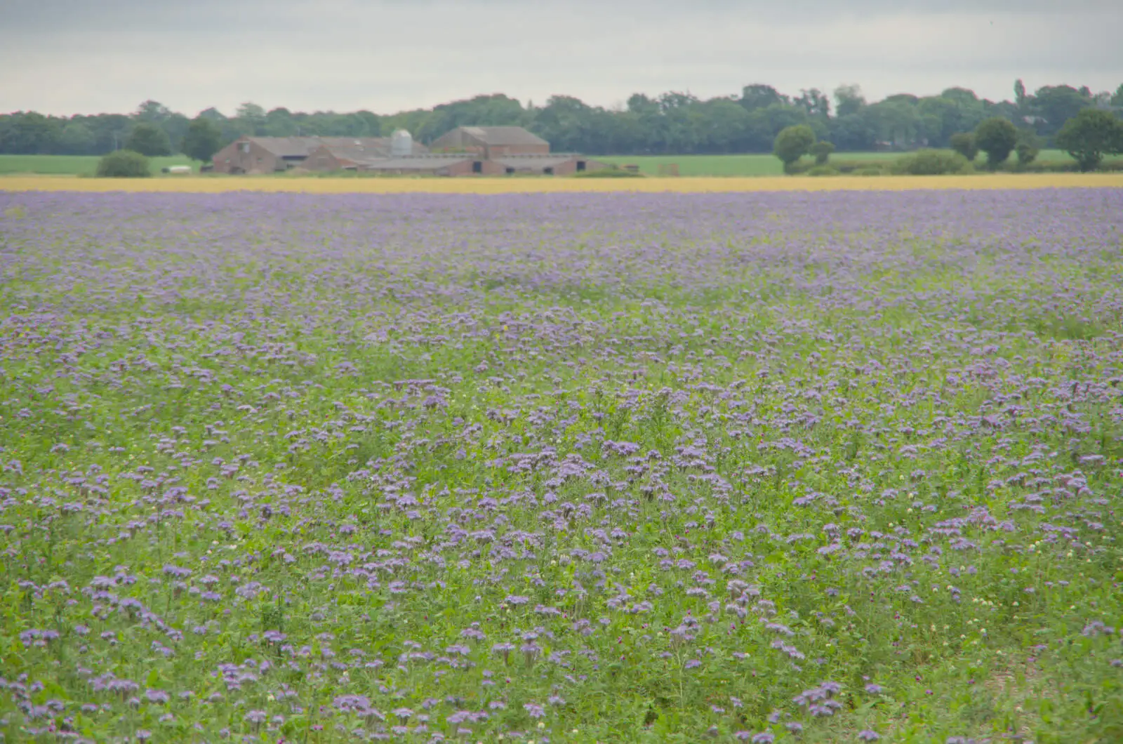 A field of purple phacelia, from A Return to Bedfield and the Church of St. Nicholas, Suffolk - 11th July 2024