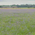 A field of purple phacelia, A Return to Bedfield and the Church of St. Nicholas, Suffolk - 11th July 2024