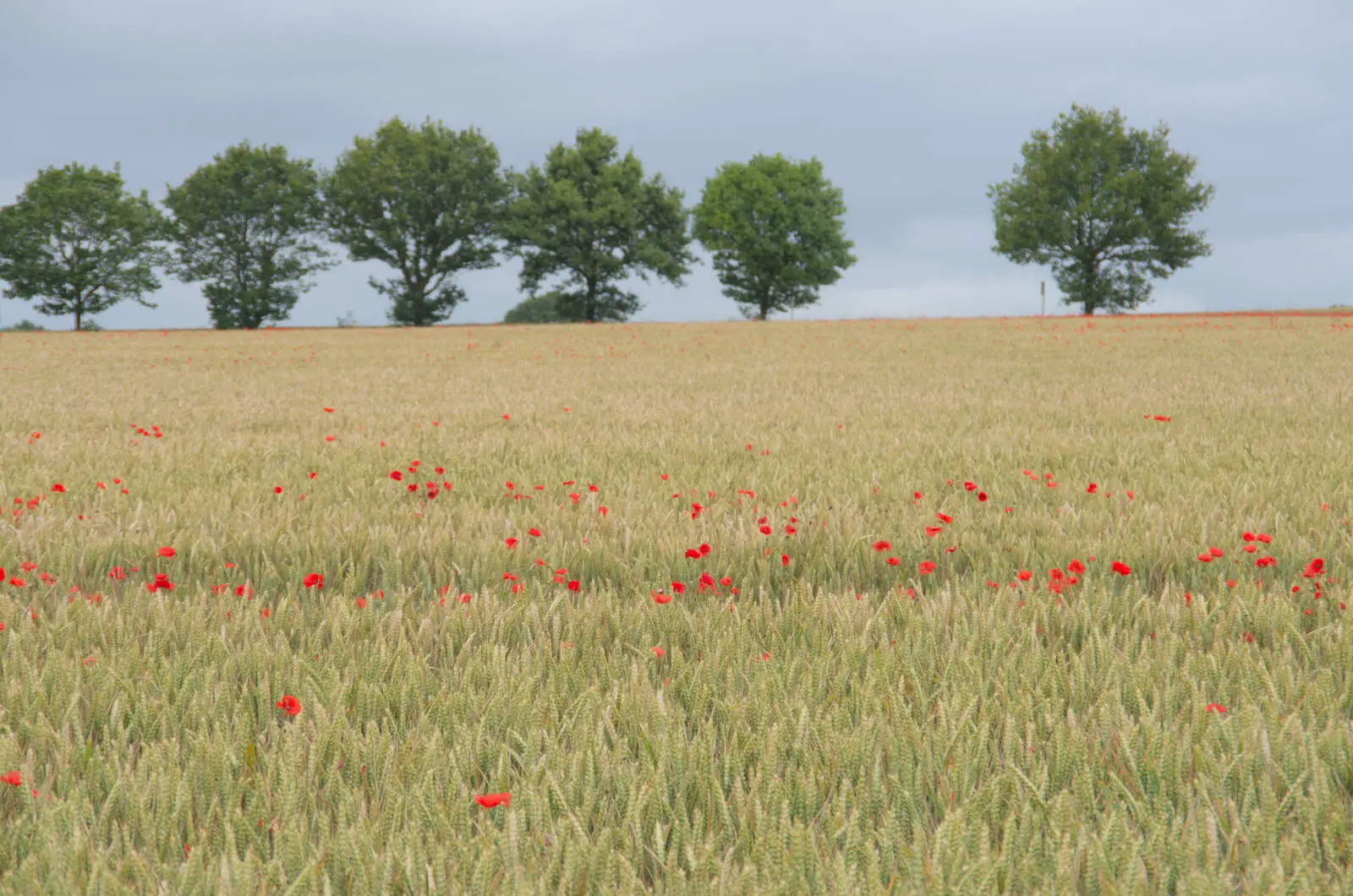 A wheatfield with poppies in Bressingham, from A Return to Bedfield and the Church of St. Nicholas, Suffolk - 11th July 2024