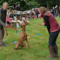 Apple's dog catches a biscuit, The Brome and Oakley Village Fête, Brome Hall, Suffolk - 13th July 2024