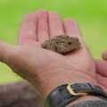 A small toad on a hand, The Brome and Oakley Village Fête, Brome Hall, Suffolk - 13th July 2024