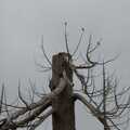 Three birds sit in a dead tree, The Brome and Oakley Village Fête, Brome Hall, Suffolk - 13th July 2024