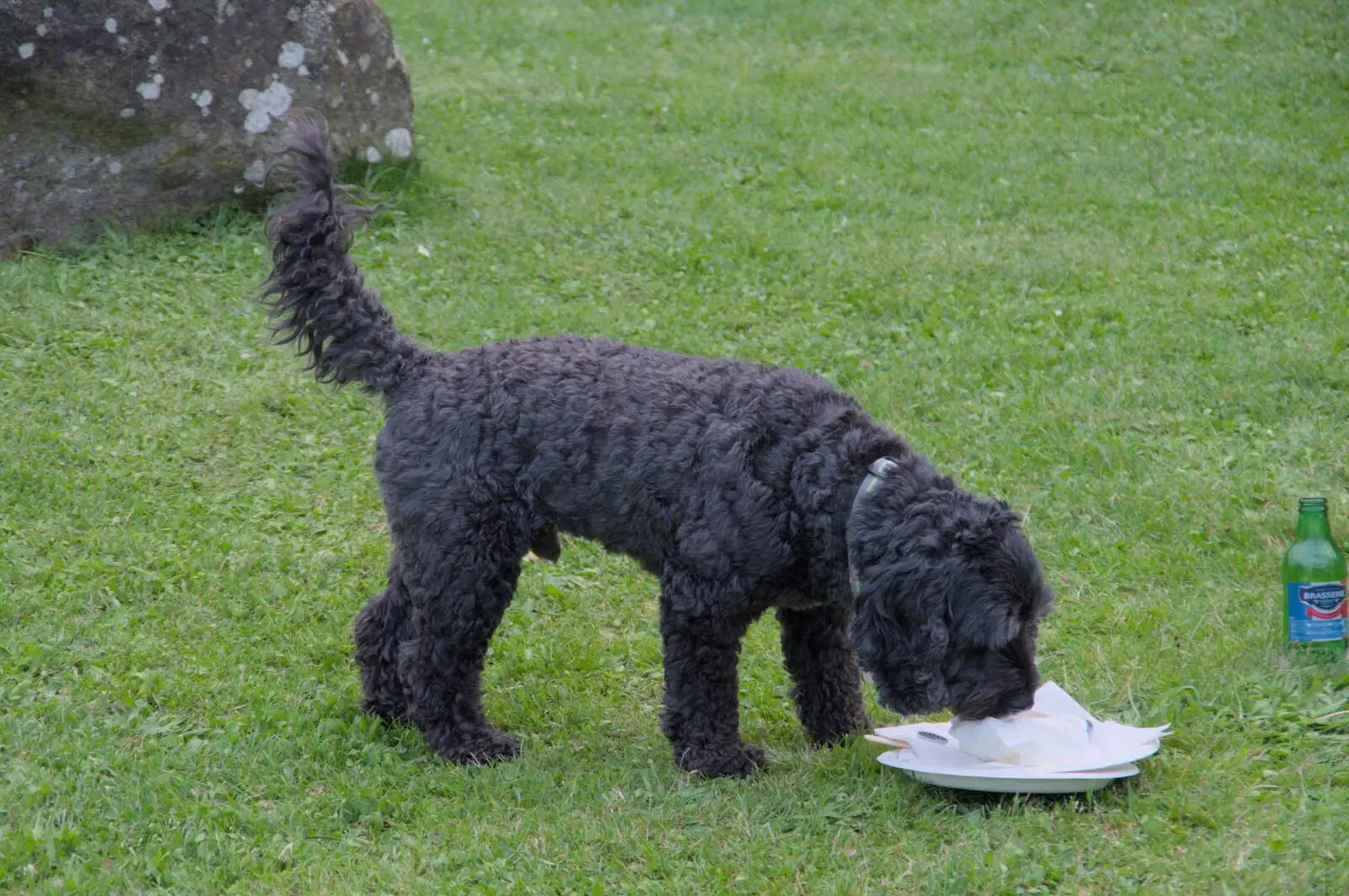 A dog roams around looking for leftovers, from Lane's End Festival, Bressingham, Norfolk - 14th July 2024