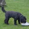 A dog roams around looking for leftovers, Lane's End Festival, Bressingham, Norfolk - 14th July 2024