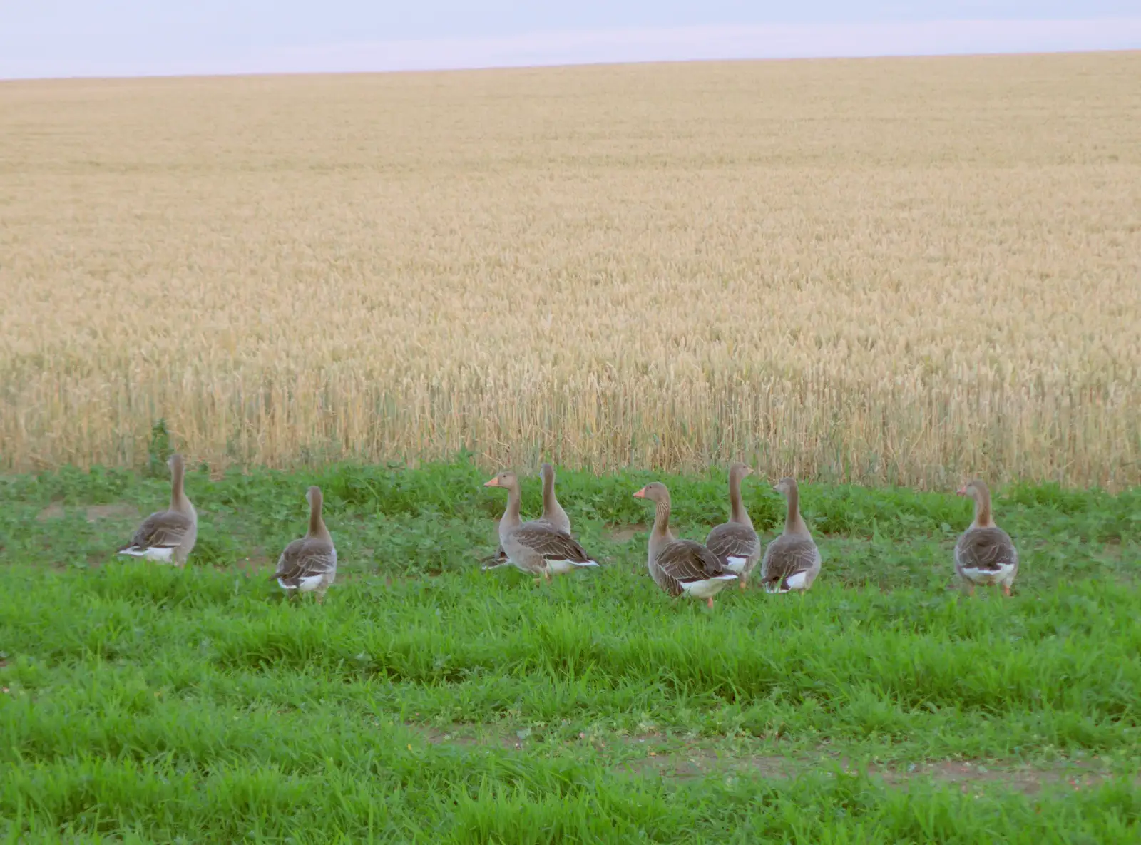 The geese are back near Gressingham's factory, from The BSCC at Gissing Crown and Thelnetham White Horse - 18th July 2024