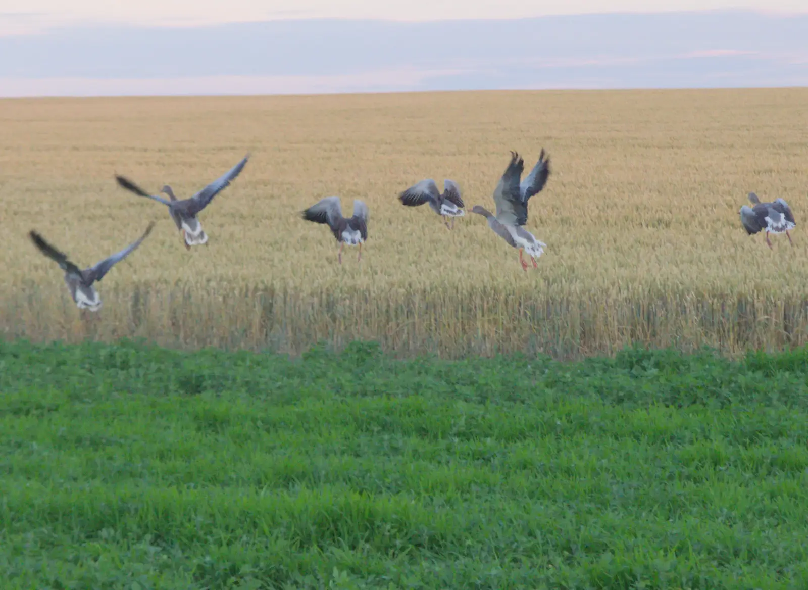 The geese fly off, with a little encouragement, from The BSCC at Gissing Crown and Thelnetham White Horse - 18th July 2024