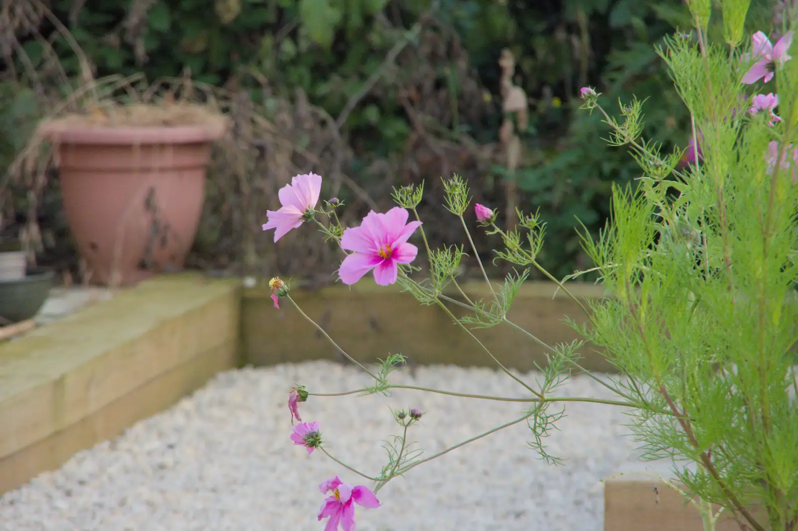 Fred gets a photo of some flowers, from Isobel's Relatives Visit, Brome, Suffolk - 20th July 2024