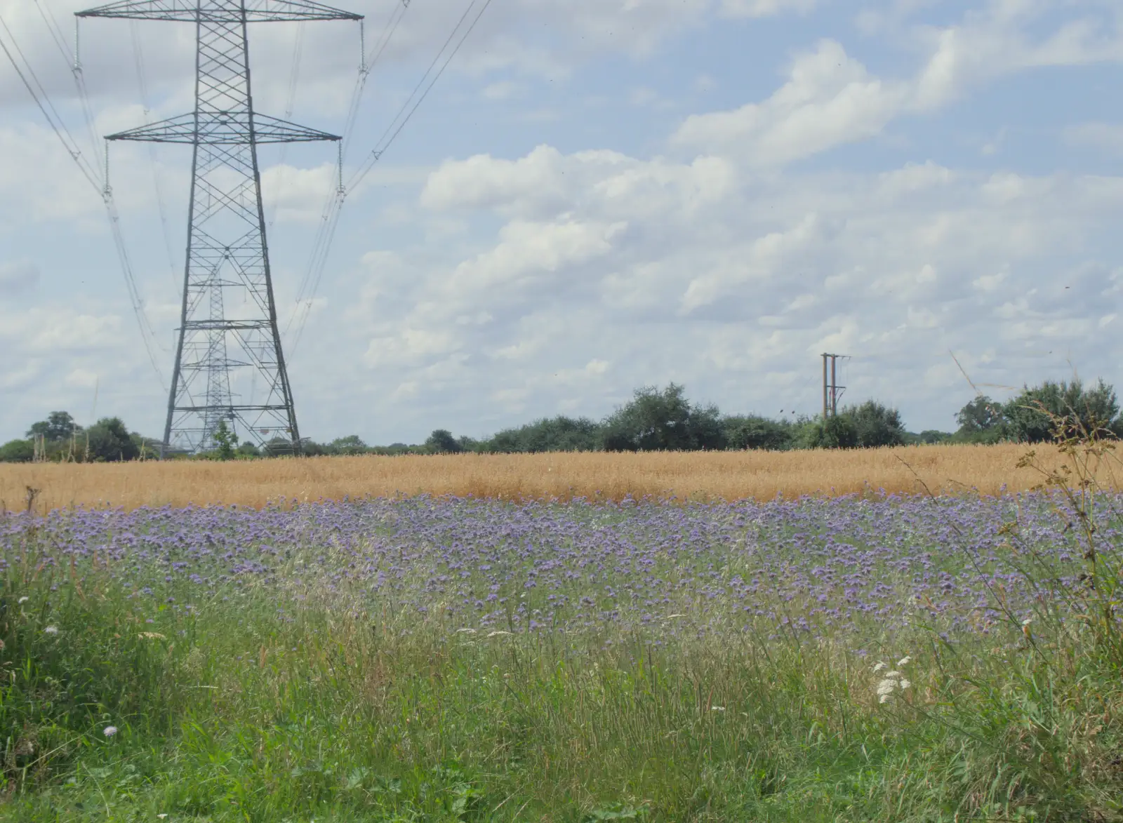 Purple flowers and wheat at Thrandeston, from Harry at the Zoo, Banham, Norfolk - 28th July 2024