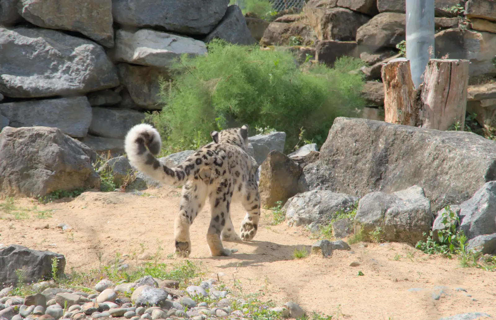 The snow leopard heads off, from Harry at the Zoo, Banham, Norfolk - 28th July 2024