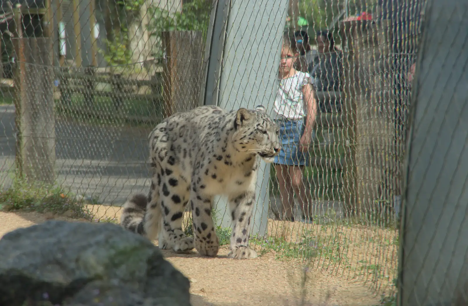 A small girl nervously watches the snow leopard, from Harry at the Zoo, Banham, Norfolk - 28th July 2024