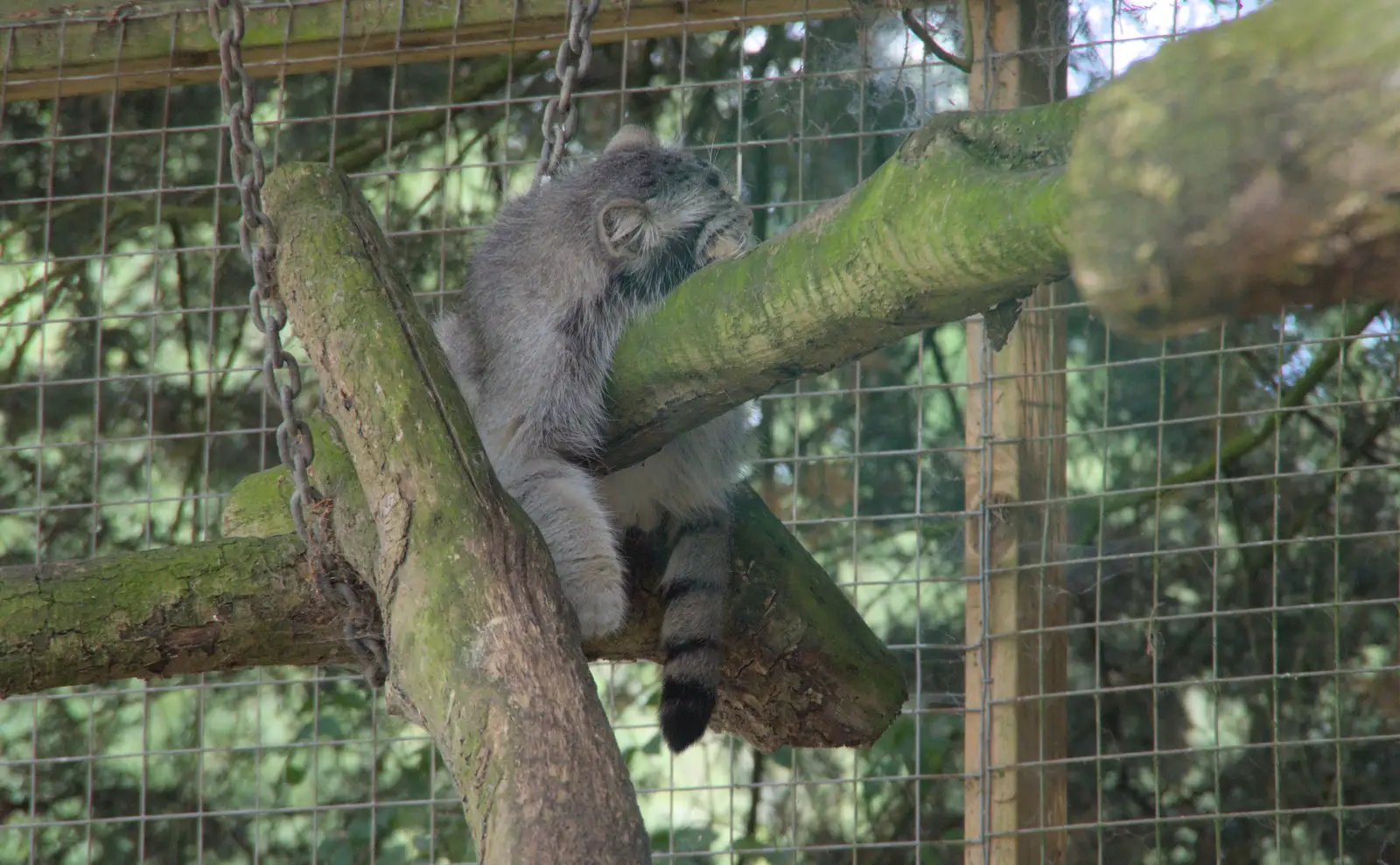 The Pallas cat - Floofy Chunk - in its usual spot, from Harry at the Zoo, Banham, Norfolk - 28th July 2024