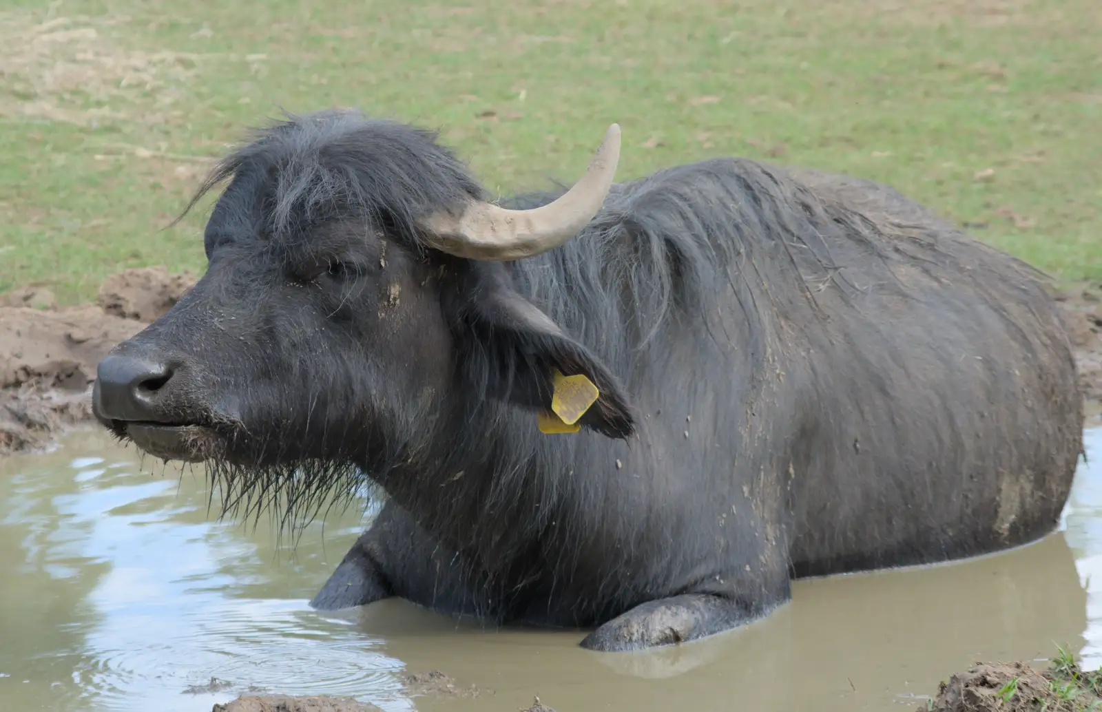 Some sort of buffalo in a puddle, from Harry at the Zoo, Banham, Norfolk - 28th July 2024